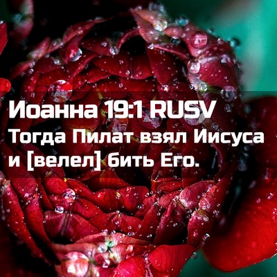 Picture 02 - Иоанна 19:1 RUSV - Тогда Пилат взял Иисуса и - Bible Verse Picture