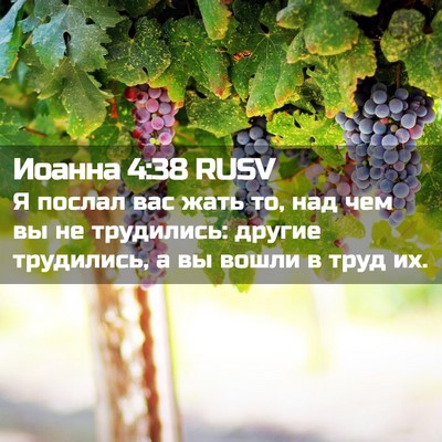 Picture 02 - Иоанна 4:38 RUSV - Я послал вас жать то, над - Bible Verse Picture