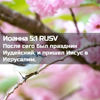 Picture 02 - Иоанна 5:1 RUSV - После сего был праздник - Bible Verse Picture