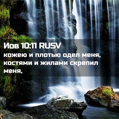 Picture 02 - Иов 10:11 RUSV - кожею и плотью одел меня, - Bible Verse Picture