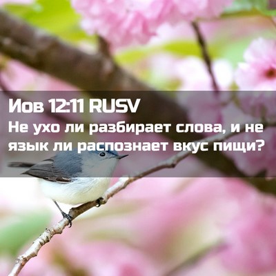 Picture 02 - Иов 12:11 RUSV - Не ухо ли разбирает слова, - Bible Verse Picture