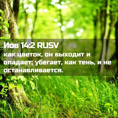 Picture 02 - Иов 14:2 RUSV - как цветок, он выходит и - Bible Verse Picture