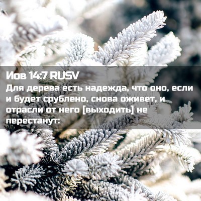 Picture 02 - Иов 14:7 RUSV - Для дерева есть надежда, - Bible Verse Picture