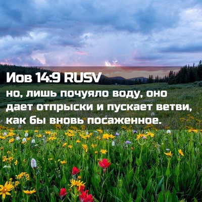 Picture 02 - Иов 14:9 RUSV - но, лишь почуяло воду, оно - Bible Verse Picture