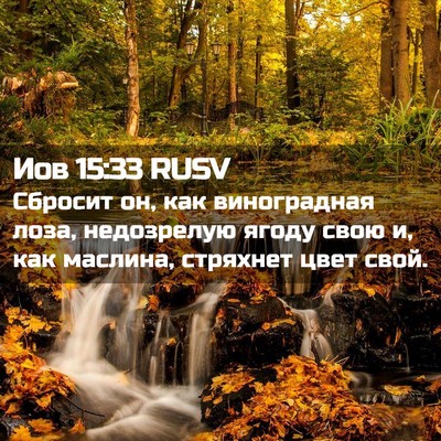 Picture 02 - Иов 15:33 RUSV - Сбросит он, как - Bible Verse Picture