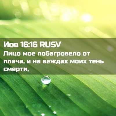 Picture 02 - Иов 16:16 RUSV - Лицо мое побагровело от - Bible Verse Picture