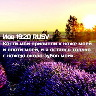 Picture 02 - Иов 19:20 RUSV - Кости мои прилипли к коже - Bible Verse Picture