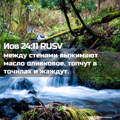 Picture 02 - Иов 24:11 RUSV - между стенами выжимают - Bible Verse Picture