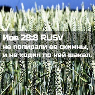 Picture 02 - Иов 28:8 RUSV - не попирали ее скимны, и не - Bible Verse Picture