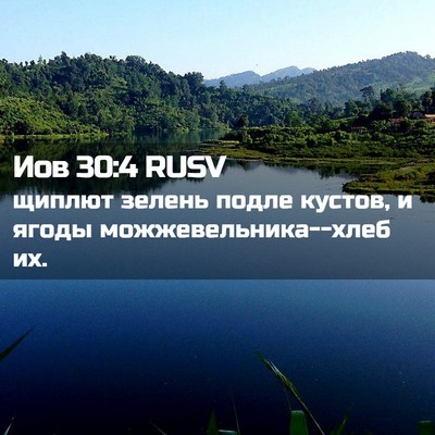 Picture 02 - Иов 30:4 RUSV - щиплют зелень подле - Bible Verse Picture