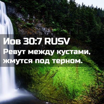 Picture 02 - Иов 30:7 RUSV - Ревут между кустами, - Bible Verse Picture