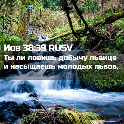 Picture 02 - Иов 38:39 RUSV - Ты ли ловишь добычу львице - Bible Verse Picture