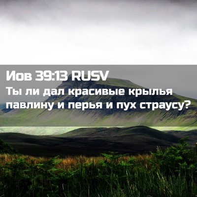 Picture 02 - Иов 39:13 RUSV - Ты ли дал красивые крылья - Bible Verse Picture