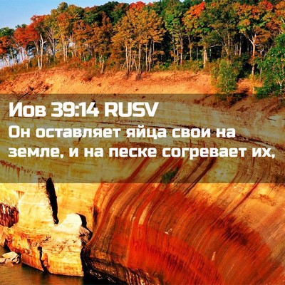 Picture 02 - Иов 39:14 RUSV - Он оставляет яйца свои на - Bible Verse Picture
