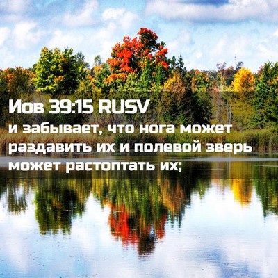 Picture 02 - Иов 39:15 RUSV - и забывает, что нога может - Bible Verse Picture