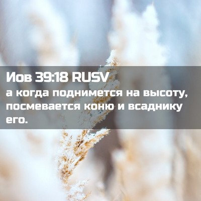 Picture 02 - Иов 39:18 RUSV - а когда поднимется на - Bible Verse Picture