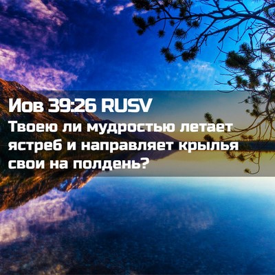 Picture 02 - Иов 39:26 RUSV - Твоею ли мудростью летает - Bible Verse Picture
