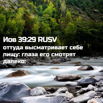 Picture 02 - Иов 39:29 RUSV - оттуда высматривает себе - Bible Verse Picture