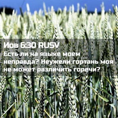 Picture 02 - Иов 6:30 RUSV - Есть ли на языке моем - Bible Verse Picture