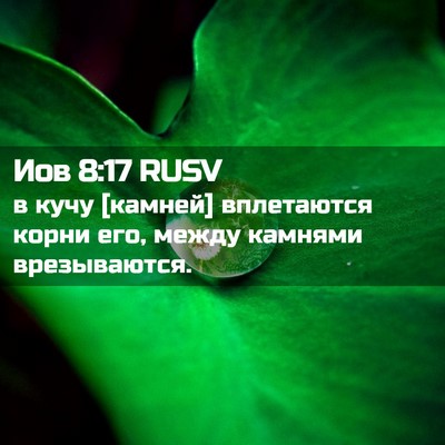 Picture 02 - Иов 8:17 RUSV - в кучу [камней] вплетаются - Bible Verse Picture