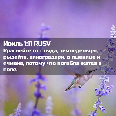 Picture 02 - Иоиль 1:11 RUSV - Краснейте от стыда, - Bible Verse Picture
