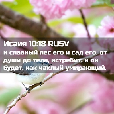 Picture 02 - Исаия 10:18 RUSV - и славный лес его и сад его, - Bible Verse Picture