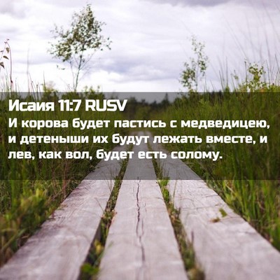 Picture 02 - Исаия 11:7 RUSV - И корова будет пастись с - Bible Verse Picture