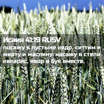 Picture 02 - Исаия 41:19 RUSV - посажу в пустыне кедр, - Bible Verse Picture