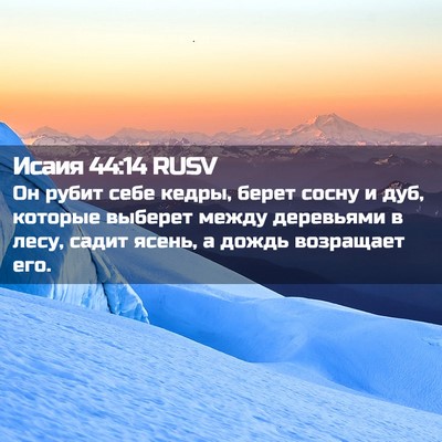 Picture 02 - Исаия 44:14 RUSV - Он рубит себе кедры, берет - Bible Verse Picture