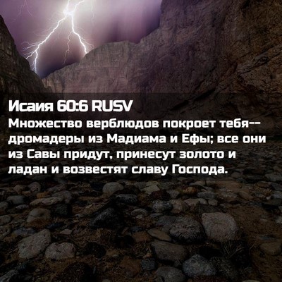 Picture 02 - Исаия 60:6 RUSV - Множество верблюдов - Bible Verse Picture