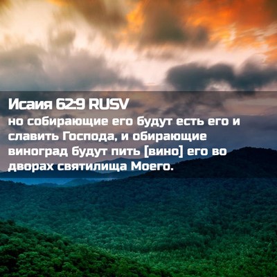 Picture 02 - Исаия 62:9 RUSV - но собирающие его будут - Bible Verse Picture