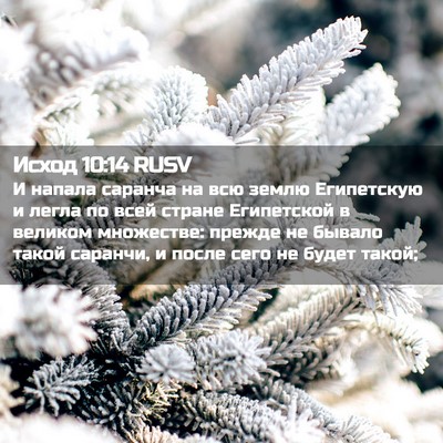 Picture 02 - Исход 10:14 RUSV - И напала саранча на всю - Bible Verse Picture
