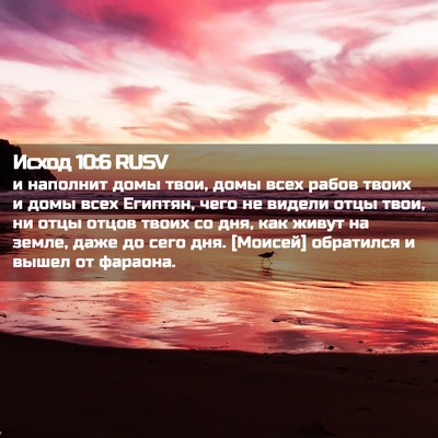 Picture 02 - Исход 10:6 RUSV - и наполнит домы твои, домы - Bible Verse Picture
