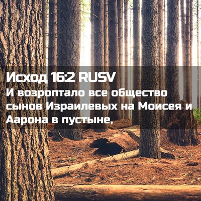 Picture 02 - Исход 16:2 RUSV - И возроптало все общество - Bible Verse Picture
