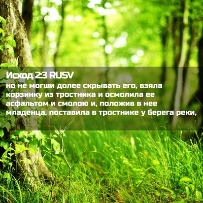 Picture 02 - Исход 2:3 RUSV - но не могши долее скрывать - Bible Verse Picture