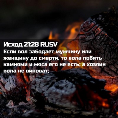 Picture 02 - Исход 21:28 RUSV - Если вол забодает мужчину - Bible Verse Picture