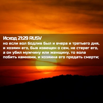 Picture 02 - Исход 21:29 RUSV - но если вол бодлив был и - Bible Verse Picture