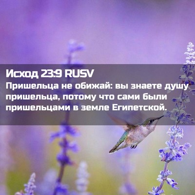 Picture 02 - Исход 23:9 RUSV - Пришельца не обижай: вы - Bible Verse Picture
