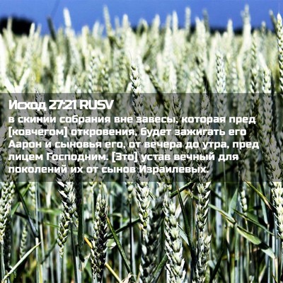Picture 02 - Исход 27:21 RUSV - в скинии собрания вне - Bible Verse Picture