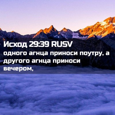 Picture 02 - Исход 29:39 RUSV - одного агнца приноси - Bible Verse Picture