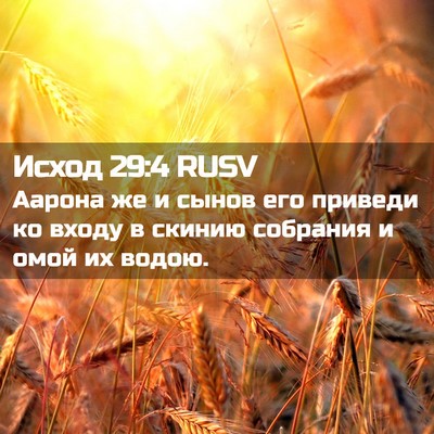 Picture 02 - Исход 29:4 RUSV - Аарона же и сынов его - Bible Verse Picture