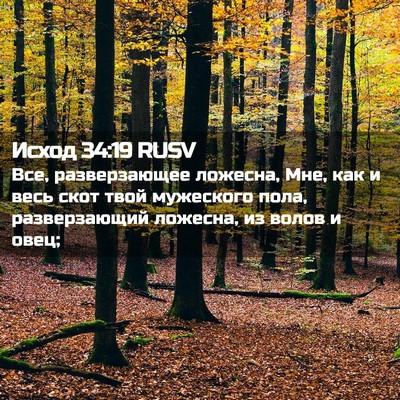 Picture 02 - Исход 34:19 RUSV - Все, разверзающее ложесна, - Bible Verse Picture