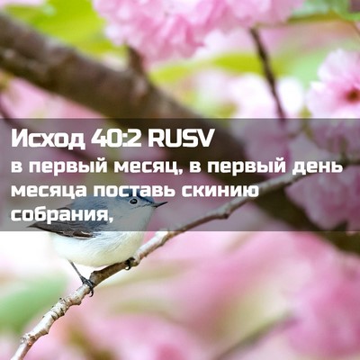 Picture 02 - Исход 40:2 RUSV - в первый месяц, в первый - Bible Verse Picture