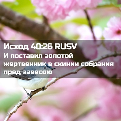 Picture 02 - Исход 40:26 RUSV - И поставил золотой - Bible Verse Picture