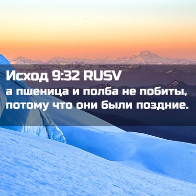 Picture 02 - Исход 9:32 RUSV - а пшеница и полба не - Bible Verse Picture