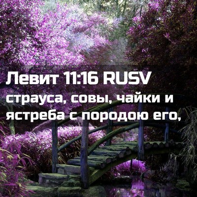 Picture 02 - Левит 11:16 RUSV - страуса, совы, чайки и - Bible Verse Picture