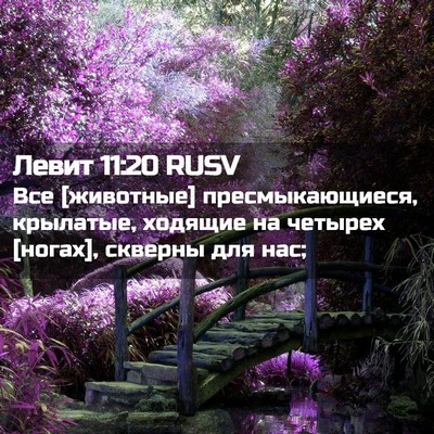 Picture 02 - Левит 11:20 RUSV - Все [животные] - Bible Verse Picture