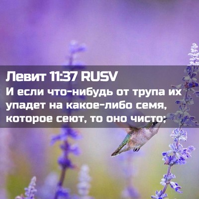 Picture 02 - Левит 11:37 RUSV - И если что-нибудь от трупа - Bible Verse Picture