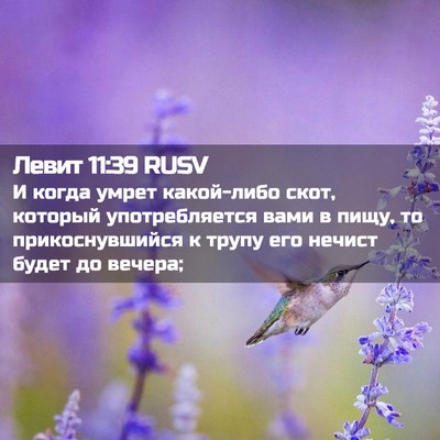 Picture 02 - Левит 11:39 RUSV - И когда умрет какой-либо - Bible Verse Picture