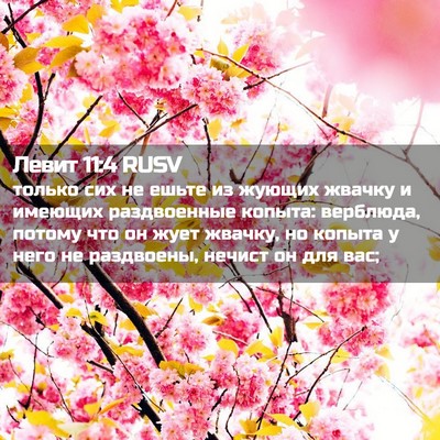 Picture 02 - Левит 11:4 RUSV - только сих не ешьте из - Bible Verse Picture